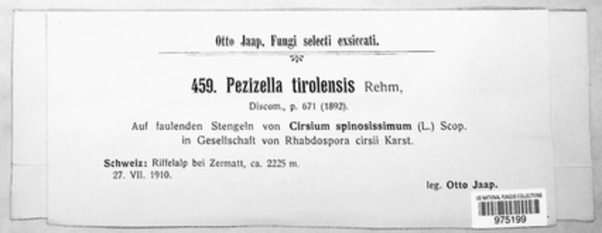 Pezizella tirolensis image